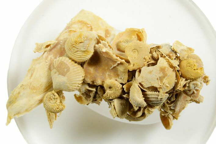 Miniature Fossil Cluster (Ammonites, Bivalves) - France #364257
